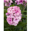 Floks wiechowaty 'Sweet Summer ® Candy' | Phlox panniculata