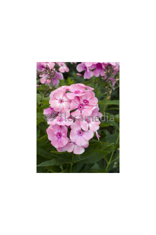 Floks wiechowaty 'Sweet Summer ® Candy' | Phlox panniculata