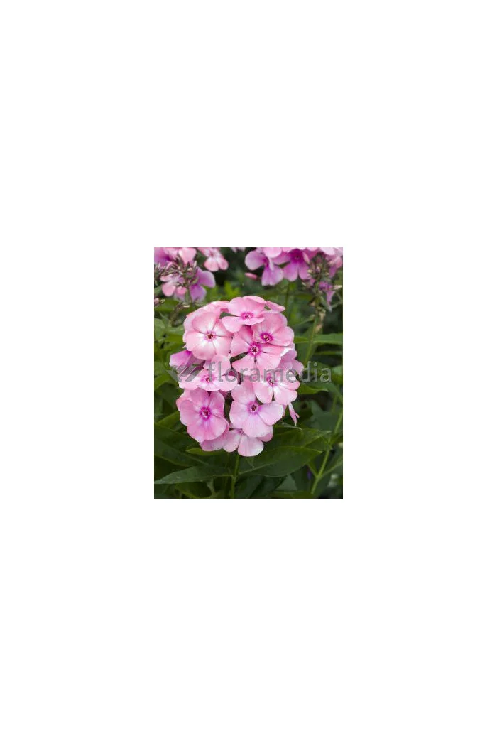 Floks wiechowaty 'Sweet Summer ® Candy' | Phlox panniculata
