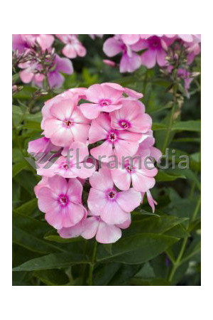 Floks wiechowaty 'Sweet Summer ® Candy' | Phlox panniculata