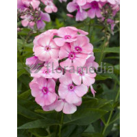 Floks wiechowaty 'Sweet Summer ® Candy' | Phlox panniculata