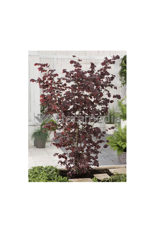 Leszczyna południowa 'Purpurea' Corylus maxima