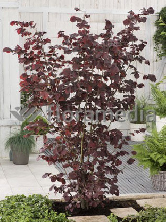Leszczyna południowa 'Purpurea' Corylus maxima