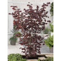 Leszczyna południowa 'Purpurea' Corylus maxima