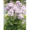 Rutewka 'Nimbus Pink' | Thalictrum