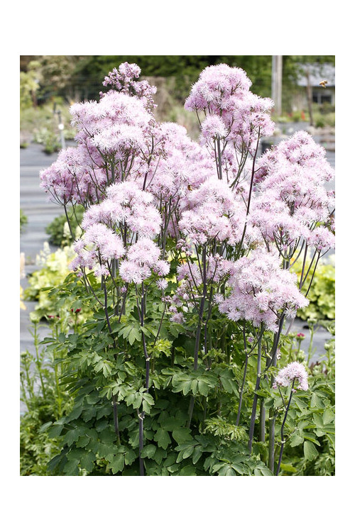 Rutewka 'Nimbus Pink' | Thalictrum