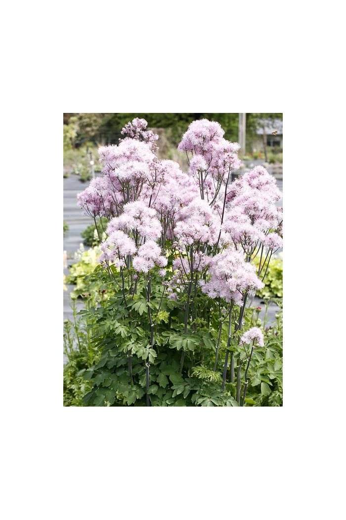 Rutewka 'Nimbus Pink' | Thalictrum