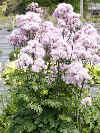 Rutewka 'Nimbus Pink' | Thalictrum