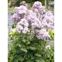 Rutewka 'Nimbus Pink' | Thalictrum