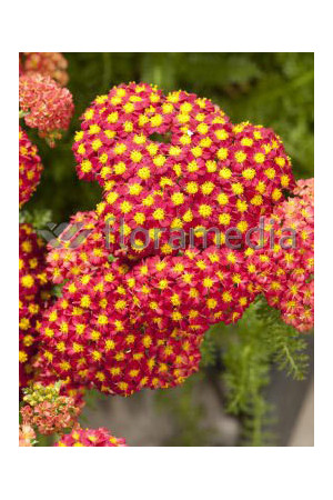 Krwawnik pospolity 'Desert Eve Red'' | Achillea millefolium