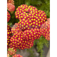 Krwawnik pospolity 'Desert Eve Red'' | Achillea millefolium