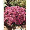 Aster 'Island Tonga' | Aster