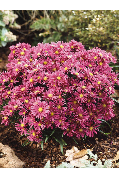 Aster 'Island Tonga' | Aster