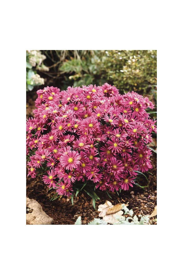 Aster 'Island Tonga' | Aster