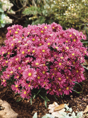Aster 'Island Tonga' | Aster