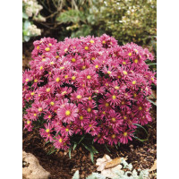 Aster 'Island Tonga' | Aster