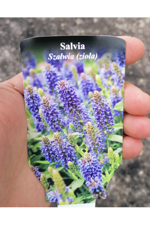 Szałwia omszona 'Marcus' Salvia nemorosa