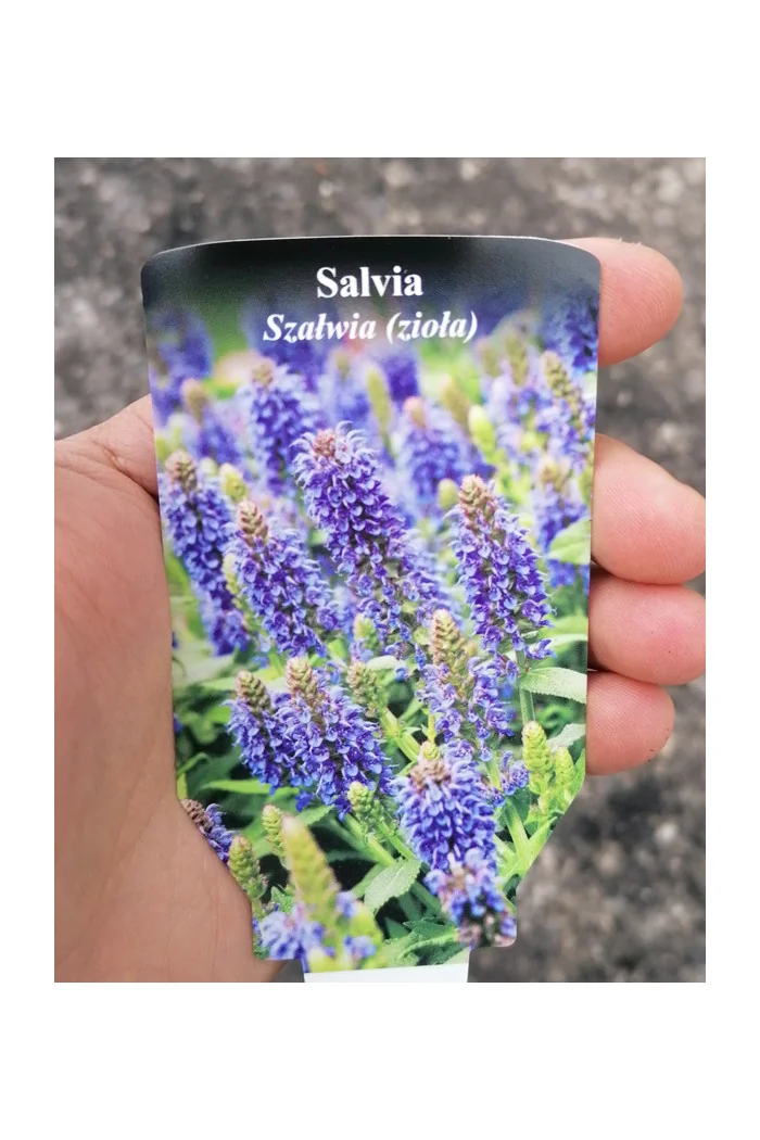 Szałwia omszona 'Marcus' Salvia nemorosa