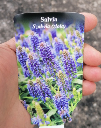 Szałwia omszona 'Marcus' Salvia nemorosa