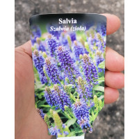 Szałwia omszona 'Marcus' Salvia nemorosa