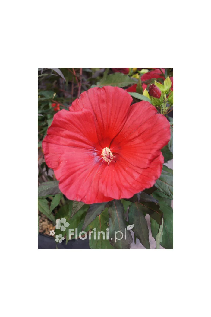 Hibiskus 'Midnight Marvel' Hibiscus