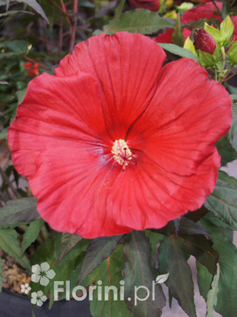 Hibiskus 'Midnight Marvel' Hibiscus