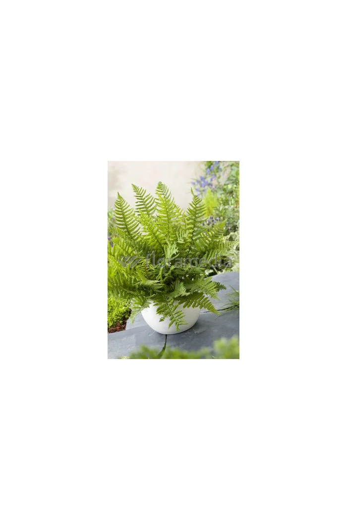 Narecznica Wallicha | Dryopteris wallichiana