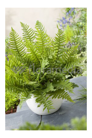 Narecznica Wallicha | Dryopteris wallichiana