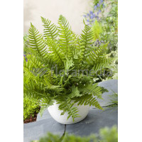 Narecznica Wallicha | Dryopteris wallichiana