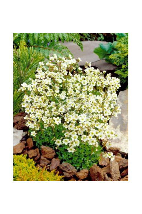 Skalnica arendsa 'Rockies White' Saxifraga x arendsii