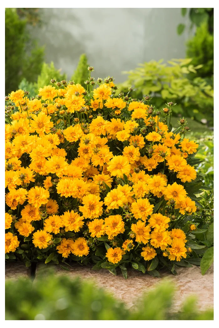 nachyłek, nachyłek wielkokwiatowy, nachyłek presto, coreopsis, coreopsis presto, bylina na słońce