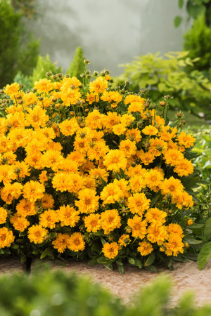 nachyłek, nachyłek wielkokwiatowy, nachyłek presto, coreopsis, coreopsis presto, bylina na słońce