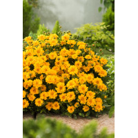 nachyłek, nachyłek wielkokwiatowy, nachyłek presto, coreopsis, coreopsis presto, bylina na słońce