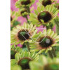 Jeżówka 'Green Envy' Echinacea
