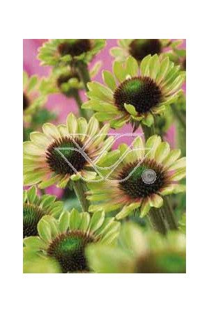 Jeżówka 'Green Envy' Echinacea