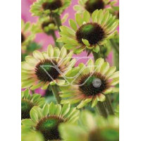 Jeżówka 'Green Envy' Echinacea