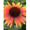 Jeżówka 'Evening Glow' Echinacea