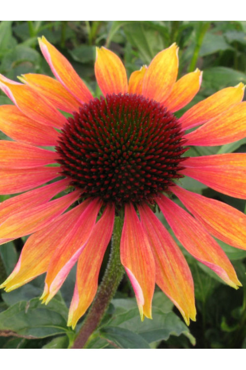Jeżówka 'Evening Glow' Echinacea