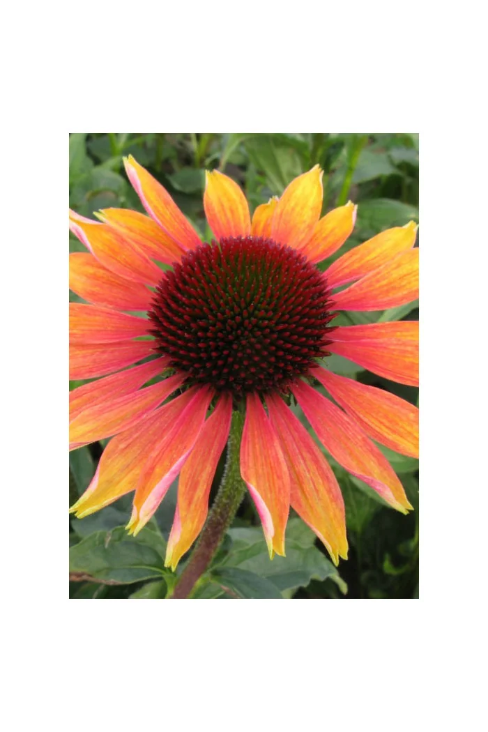 Jeżówka 'Evening Glow' Echinacea