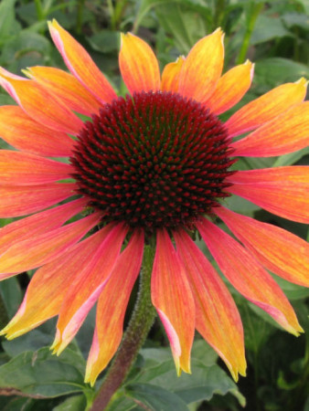 Jeżówka 'Evening Glow' Echinacea