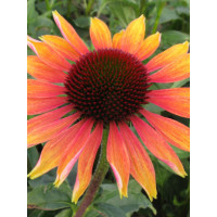 Jeżówka 'Evening Glow' Echinacea