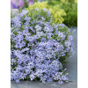 Floks szydlasty 'Blue Dark Center' Phlox subulata