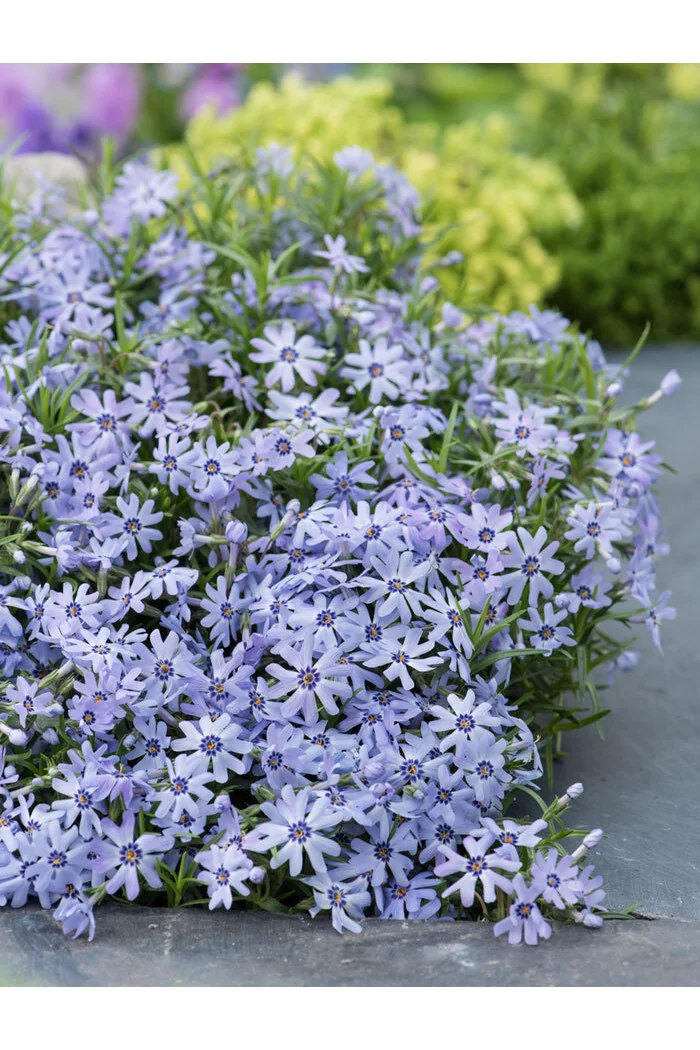 Floks szydlasty 'Blue Dark Center' Phlox subulata