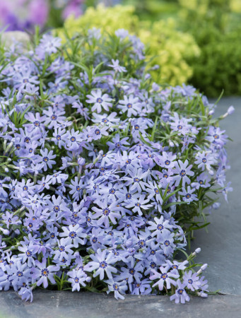 Floks szydlasty 'Blue Dark Center' Phlox subulata