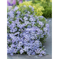 Floks szydlasty 'Blue Dark Center' Phlox subulata