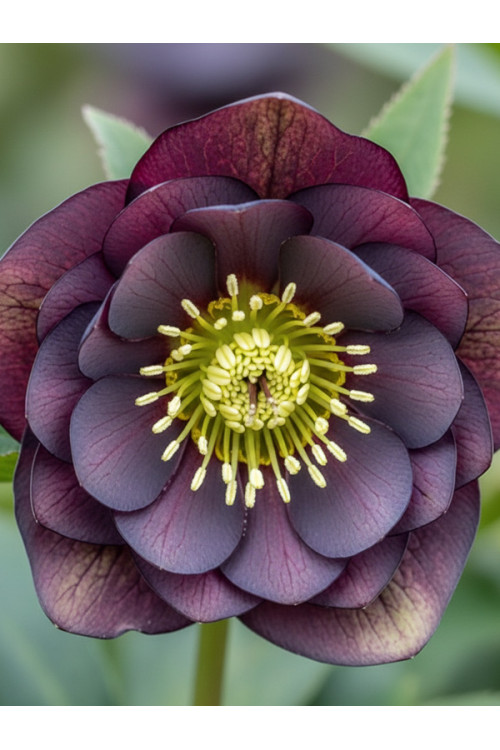 Ciemiernik orientalny Wedding Party ‘Dark And Handsome’| Helleborus orientalis