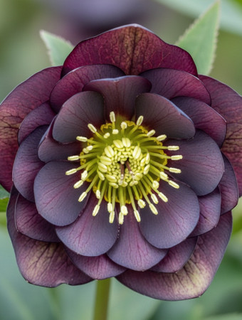 Ciemiernik orientalny Wedding Party ‘Dark And Handsome’| Helleborus orientalis
