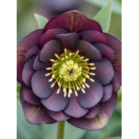 Ciemiernik orientalny Wedding Party ‘Dark And Handsome’| Helleborus orientalis