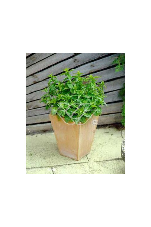 Mięta pieprzowa Mentha x piperita