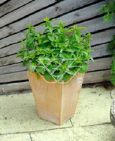 Mięta pieprzowa Mentha x piperita